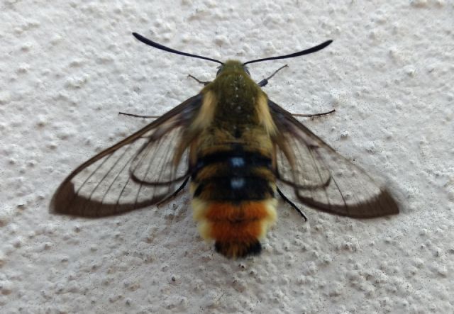 Sfingide da identificare: Hemaris tityus? S